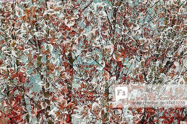 Baum und Blätter  Fotokunst  Doppelbelichtung  Provinz Quebec  Kanada  Nordamerika