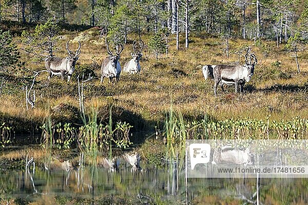 Rentiere (Rangifer tarandus) spiegeln sich in Teich Efjord Tysfjord Ofoten Nordland Norwegen Europa