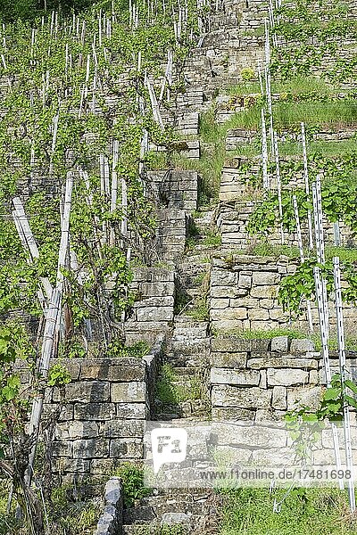 Weinbergtreppe  Trockenmauern  Sandsteinmauern in Weinberg  Baden-Württemberg  Deutschland  Europa