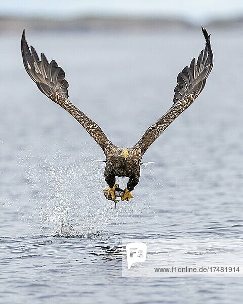 Seeadler (Haliaeetus albicilla) Greifvogel Ansitzwarte auf Felsen im Fjord Lauvsnes Nord-Trondelag Norwegen Europa
