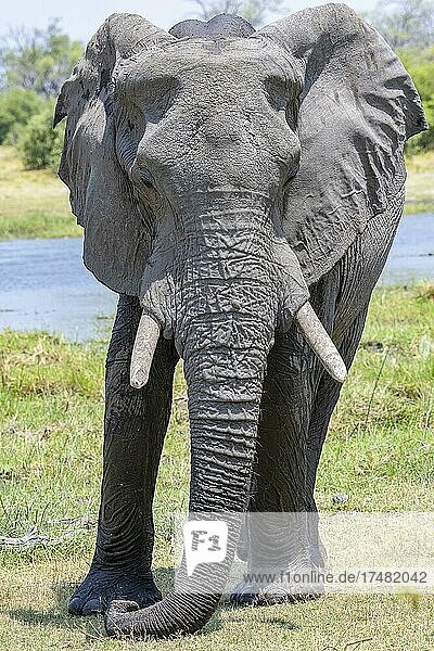 Afrikanischer Buschelefant (Loxodonta africana)  Savuti  Chobe National Park  Botswana  Afrika