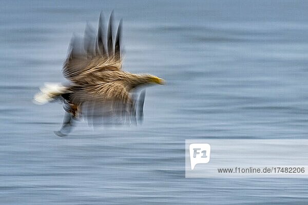 Seeadler (Haliaeetus albicilla) Greifvogel im Flug Beutestoß unscharf Dynamik Bewegungsunschärfe Lauvsnes Nord-Trondelag Norwegen Europa