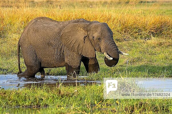 Afrikanischer Buschelefant (Loxodonta africana) Moremi Game Reserve Ost Okavango Delta Botswana Afrika