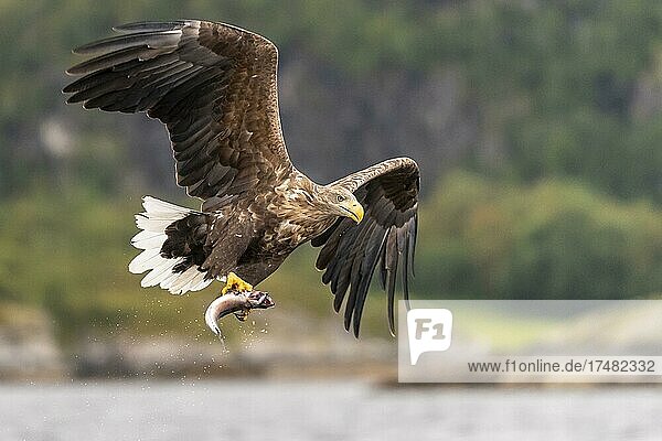 Seeadler (Haliaeetus albicilla) Greifvogel im Flug Beutestoß Lauvsnes Nord-Trondelag Norwegen Europa