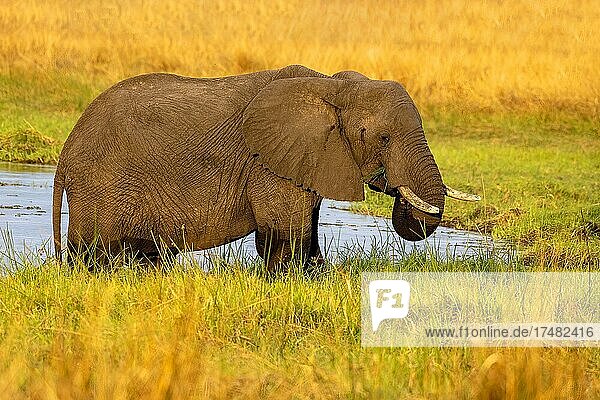 Afrikanischer Buschelefant (Loxodonta africana) Moremi Game Reserve Ost Okavango Delta Botswana Afrika