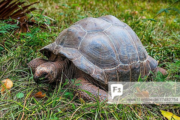 Aldabra-Riesenschildkröte (Geochelone gigantea) Aldabra Giant Tortoise Granitinsel La Digue Seychellen La Digue Seychellen Afrika