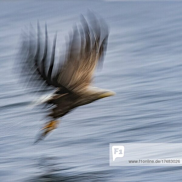 Seeadler (Haliaeetus albicilla) Greifvogel im Flug Beutestoß unscharf Dynamik Bewegungsunschärfe Lauvsnes Nord-Trondelag Norwegen Europa