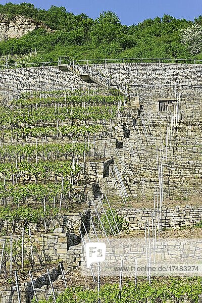 Weinbergtreppe Trockenmauern Sandsteinmauern in Weinberg Baden-Württemberg Deutschland Europa