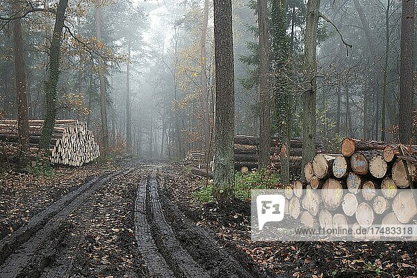 Holzstapel gefällter Fichten zum Abtransport bereit im herbstlichen Wald Nordrhein-Westfalen Deutschland Europa