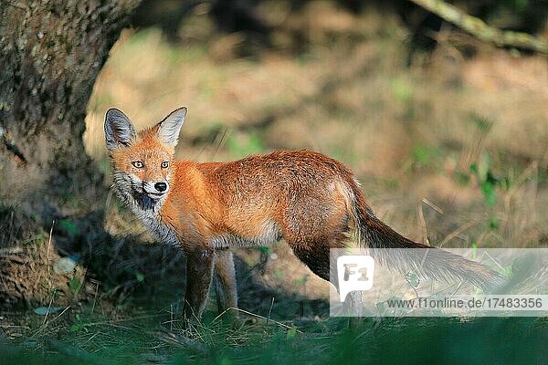 Rotfuchs (Vulpes vulpes) junger Fuchs steht im Gras junger Rüde Krauchenwies Landkreis Sigmaringen Naturpark Obere Donau Baden-Württemberg Deutschland Europa