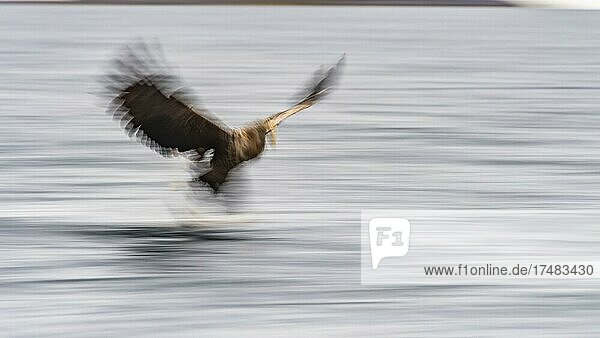 Seeadler (Haliaeetus albicilla) Greifvogel im Flug Beutestoß unscharf Dynamik Bewegungsunschärfe Lauvsnes Nord-Trondelag Norwegen Europa