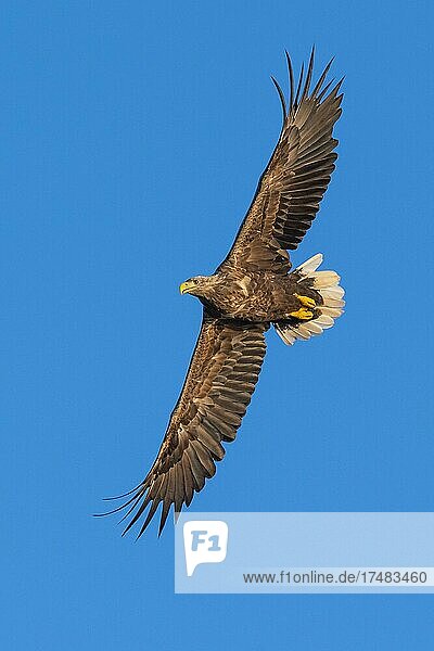 Seeadler (Haliaeetus albicilla) Greifvogel im Flug Beutestoß Lauvsnes Nord-Trondelag Norwegen Europa