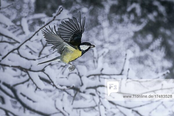 Kohlmeise (Parus major) im Flug mit einem Sonnenblumenkern im Schnabel bei Neuschnee Nordrhein-Westfalen Deutschland Europa