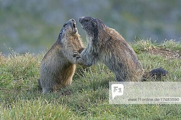 Murmeltier (Marmota marmota)  kämpfend  spielend  streitend  Nationalpark Hohe Tauern  Kärnten  Österreich  Europa