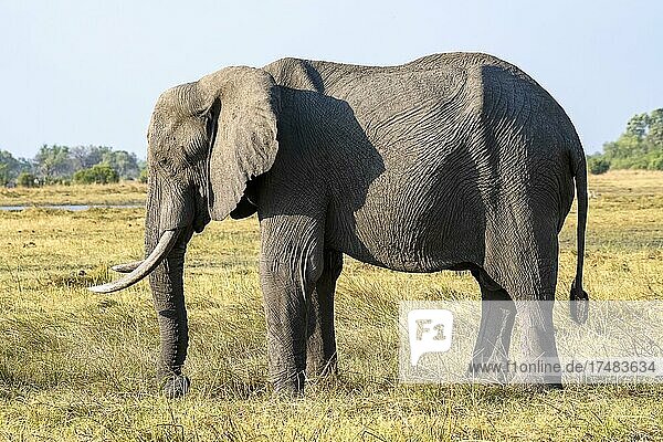 Afrikanischer Buschelefant (Loxodonta africana)  Moremi Game Reserve Ost  Okavango Delta  Botswana  Afrika