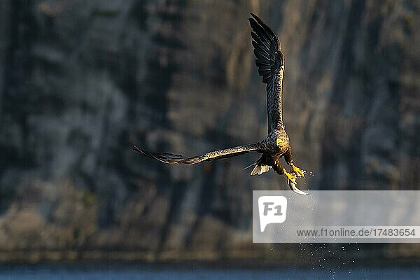 Seeadler (Haliaeetus albicilla) Greifvogel im Flug Beutestoß Lauvsnes Nord-Trondelag Norwegen Europa