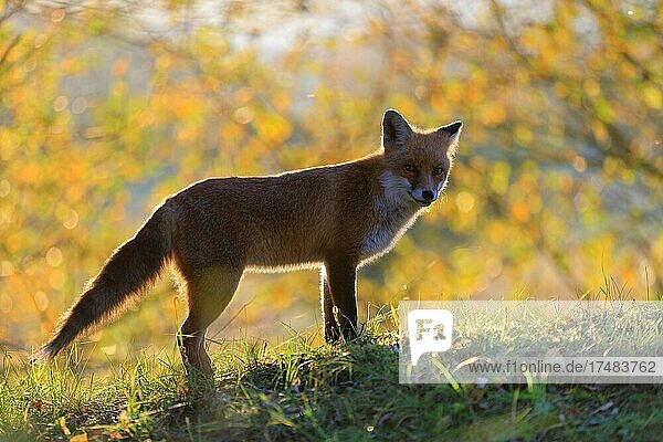Rotfuchs (Vulpes vulpes) junger Fuchs steht vor Laubbäumen Herbst Krauchenwies Landkreis Sigmaringen Naturpark Obere Donau Baden-Württemberg Deutschland Europa