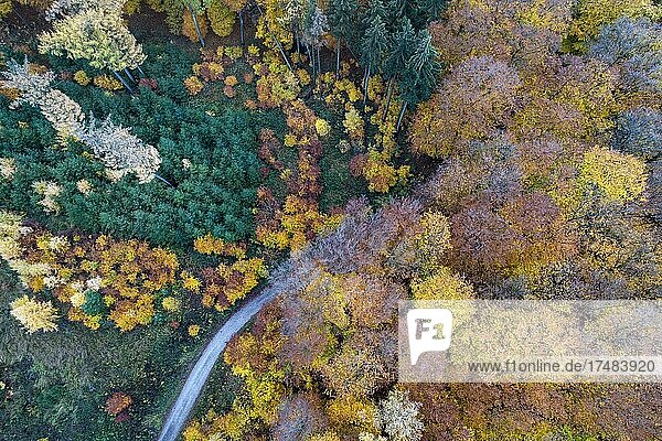 Herbstlich gefärbter Mischwald  Luftbild  Melle  Niedersachsen  Deutschland  Europa