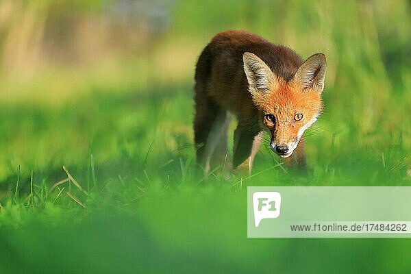 Rotfuchs (Vulpes vulpes) Fuchswelpe steht im Gras Junger Rüde Krauchenwies Landkreis Sigmaringen Naturpark Obere Donau Baden-Württemberg Deutschland Europa