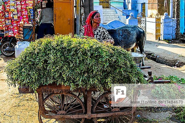 Grünfutter für Kühe farbenfrohe Märkte und Handwerker in der Altstadt von Bundi Bundi Rajasthan Indien Asien
