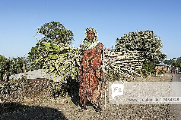 Frau trägt Holz  Harar  Äthiopien  Afrika