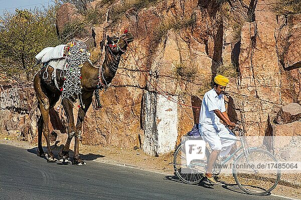 Mann fährt mit Fahrrad sein Kamel zur Arbeit  Jodpur  Jodpur  Rajasthan  Indien  Asien