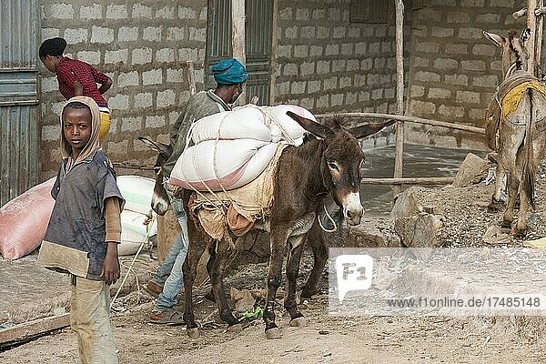 Pack mule  loading  Yirgalem  Ethiopia  Africa