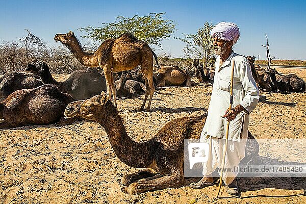 Dromedaries with guardians in the Thar Desert  Thar Desert  Rajasthan  India  Asia
