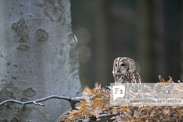 Waldkauz (Strix aluco) im Herbstwald Bitburg Deutschland Europa
