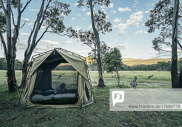 Känguru vor dem Zelt im abgelegenen australischen Busch