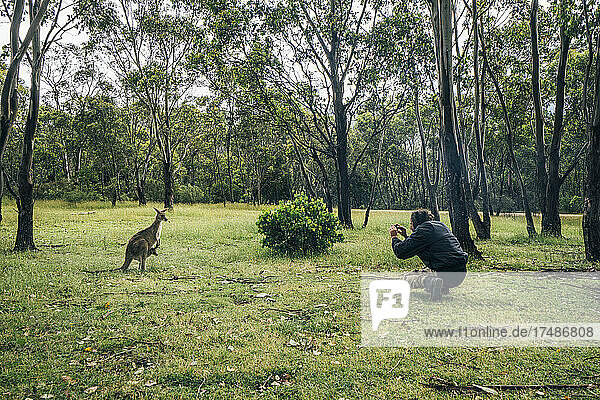 Mann fotografiert Känguru  Australien