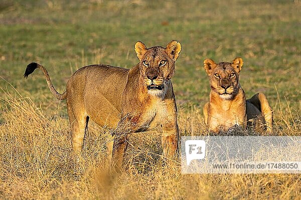 Löwe (Panthera leo)  Löwinnen  Moremi Game Reserve West  Okavango Delta  Botswana  Afrika