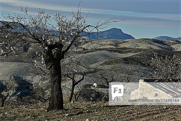 Blühender Mandelbaum vor Bauernkate mit Bergwand  kleines Bauernhaus in hügeliger Landschaft  Velez Rubio  Almeria  Andalusien  Spanien  Europa