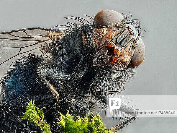 House fly (Musca domestica)  head  macro shot  light background  Baden-Baden  Baden-Württemberg  Germany  Europe