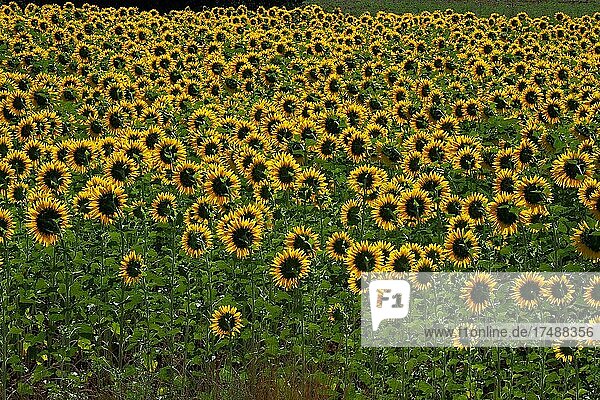 Feld mit Sonnenblumen  der Sonne abgewandte Köpfe der Sonnenblume  Sonnenblumen  (Helianthus)  Korbblütler (Asteraceae)  Asternartige photosyntheseaktiv  Sonnenblumenkerne  Sonnenblumenöl  ungesättigte Fettsäuren  Kastilien-La Mancha  Spanien  Europa
