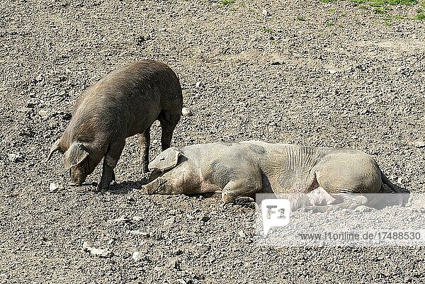 Duroc-Schweine liegen im Dreck  Vomp  Tirol  Österreich  Europa