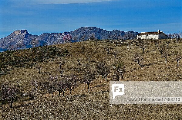 Weiß getünchte Bauernkate mit Berg La Muela in Mandelplantage vor Bergwand  kleines Bauernhaus in hügeliger Landschaft  Velez Rubio  Almeria  Andalusien  Spanien  Europa