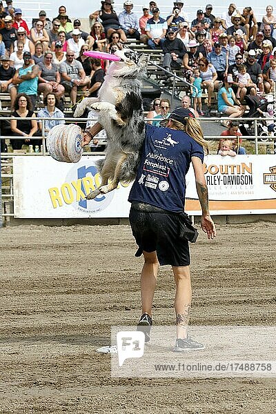 Flying dogs  dog show at the rodeo  Valleyfield  Province of Quebec  Canada  North America