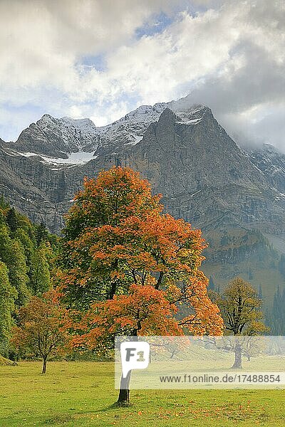 Ahorn (Acer) in Herbstfärbung (Hippocastanoideae)  Bergmassiv  Großer Ahornboden  Karwendel  Österreich  Europa