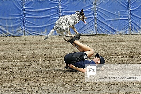 Flying dogs  dog show at the rodeo  Valleyfield  Province of Quebec  Canada  North America