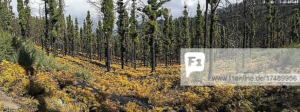 Verbrannte Bäume und bunt verfärbter Waldboden  Gran Canaria  Kanarische Inseln  Spanien  Europa