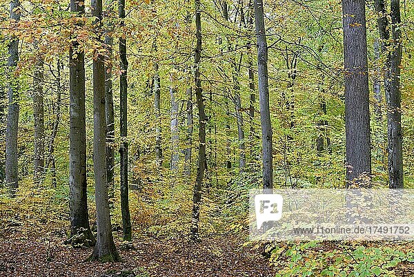 Ausblick in den Laubwald  Herbststimmung  Mosel  Rheinland-Pfalz  Deutschland  Europa