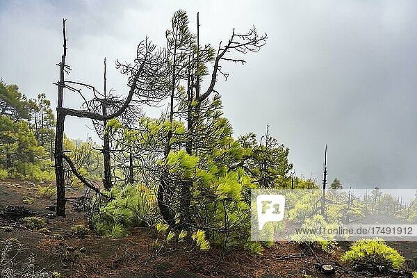 Canary island pine (Pinus canariensis) after forest fire  El Hierro  Canary Islands  Spain  Europe