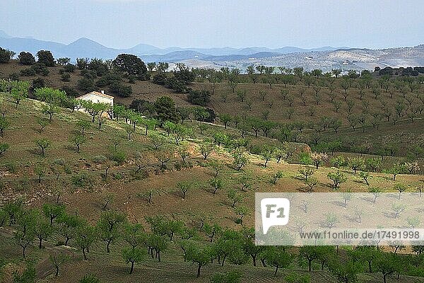 Haus inmitten einer Mandelplantage  Velez Rubio  Andalusien  Spanien  Europa