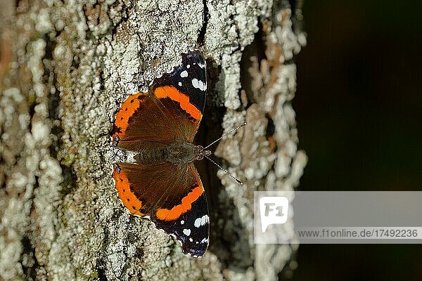 Red admiral (Vanessa atalanta)  butterfly sitting with open wings on the trunk of an apple tree  North Rhine-Westphalia  Germany  Europe