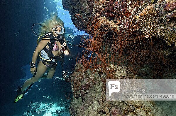 Scuba diver in bikini looking at illuminated black bushy black coral (Antipathes dichotoma) in coral reef  Red Sea  Egypt  Africa