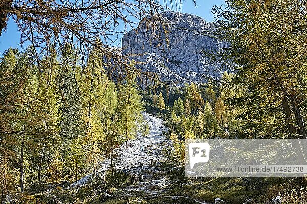 Autumn larch forest on Croda da Lago in the Dolomites on the way to Lago Federa  hikers crossing scree field  Dolomites  Province of Trentino  Italy  Europe