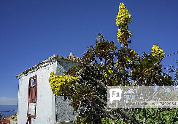 Rosetten-Dickblatt (Aeonium arboreum) vor einem alten Haus  Las Tricias  La Palma  Spanien  Europa