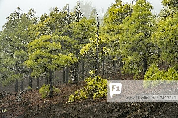 Kanarische Kiefer (Pinus canariensis) nach einem Waldbrand  El Hierro  Kanarische Inseln  Spanien  Europa
