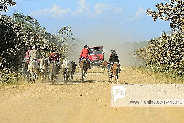 Gauchos with cattle and trucks on the dusty Ruta Nacional 3  near San Ignacio de Moxos  Beni Department  Bolivia  South America